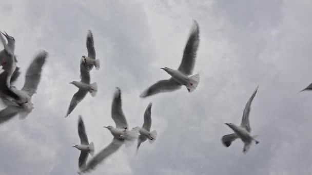 Slow Motion Shot Seagulls Flying Grey Winter Clouds Sky — Stock Video