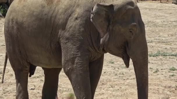 孤独的大象在动物园里寻找食物 — 图库视频影像