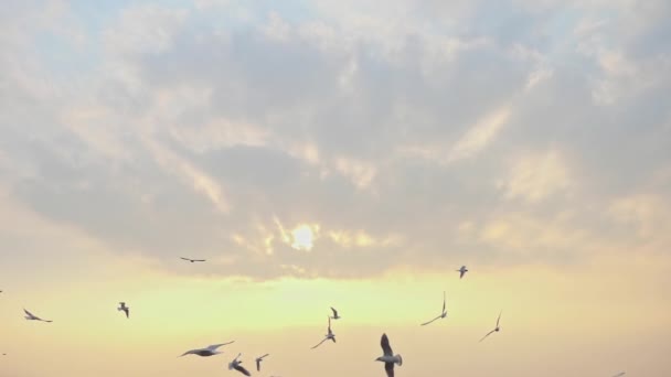 Yavaş Çekim Martıları Kış Günbatımında Uçuyor — Stok video