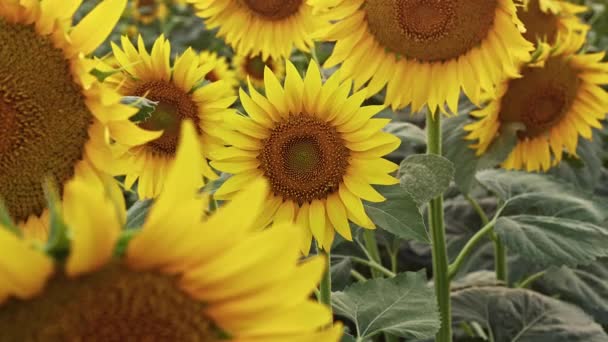Κίτρινο Golden Fresh Sunflowers Πεδίο Πλάνα — Αρχείο Βίντεο