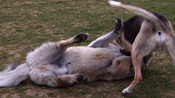 緑の草で遊ぶ2匹の野良犬 — ストック動画