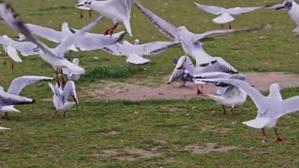 Чайки Літають Над Зеленою Травою — стокове відео