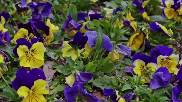 庭のパンジーの花紫と黄色の春の花 — ストック動画