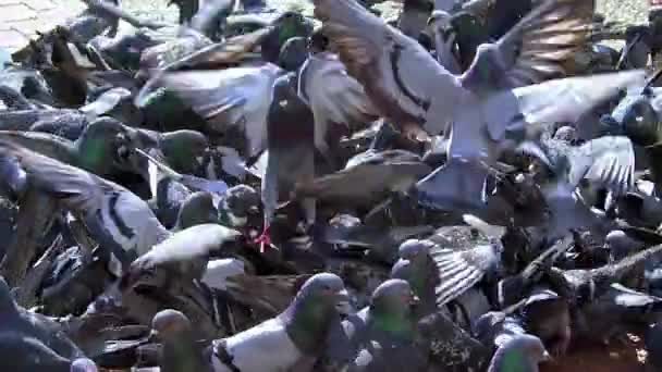 Nombreux Troupeau Pigeons Ville Mangeant Des Appâts Sur Plancher Béton — Video