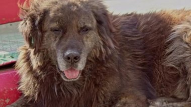 Kahverengi Uzun Saçlı Sokak Köpeği Gri Beton Döşemede Yatıyor