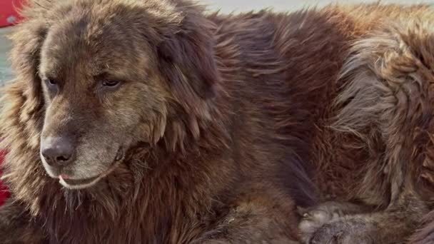Brauner Streunender Hund Sitzt Auf Betonboden — Stockvideo