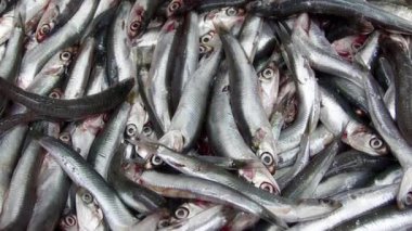 Pazar Sayacı Görüntülerinde Taze Deniz Balığı Yığını.