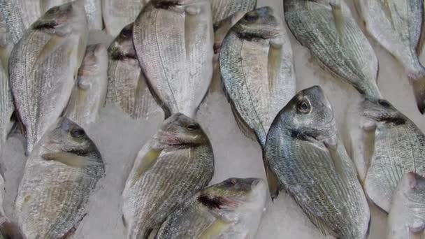 Куча Свежей Морской Рыбы Рыночной Контрсъемке — стоковое видео