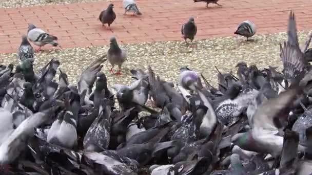 Troupeau Pigeons Mangeant Blé Sur Sol Béton Dans Parc — Video