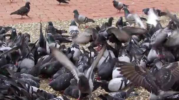 Parkın Zemininde Buğday Yiyen Güvercin Sürüsü — Stok video