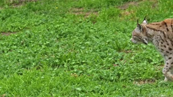 Lone Lynx Wanders Its Territory Footage — Stock video