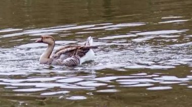 Greylag Kaz Sürüsü Gölde Yüzüyor.