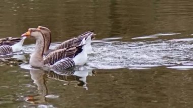 Greylag Kaz Sürüsü Gölde Yüzüyor.