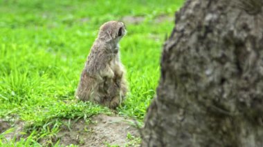 Meerkat Koruması Yırtıcı Görüntüleri İzliyor.