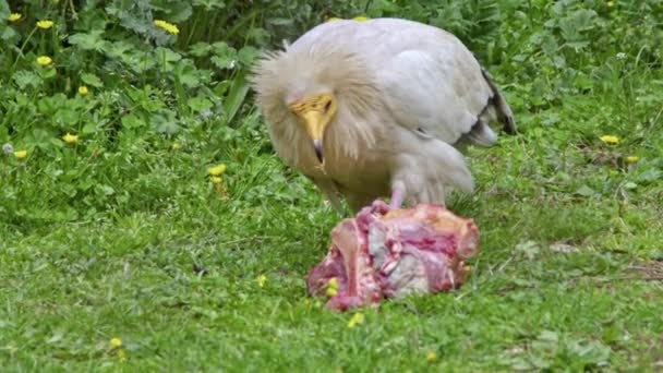 Egyptian Vulture Neophron Percnopterus Eating Carcass Footage — Stok Video