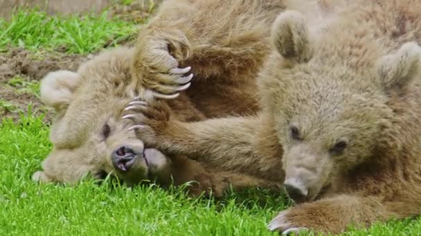 Dva Medvědi Hnědí Odpočívají Hrají Zelené Trávě Lesním Záběru — Stock video