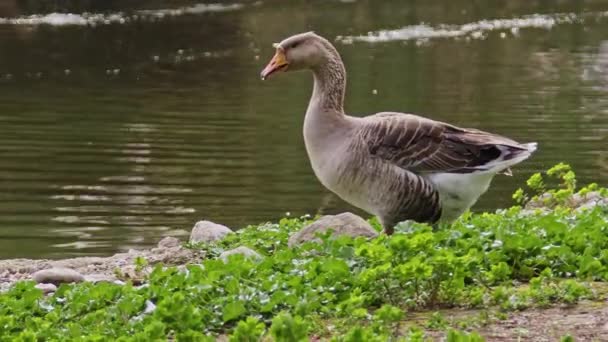 Greylag Goose Walking Lake Beelden — Stockvideo