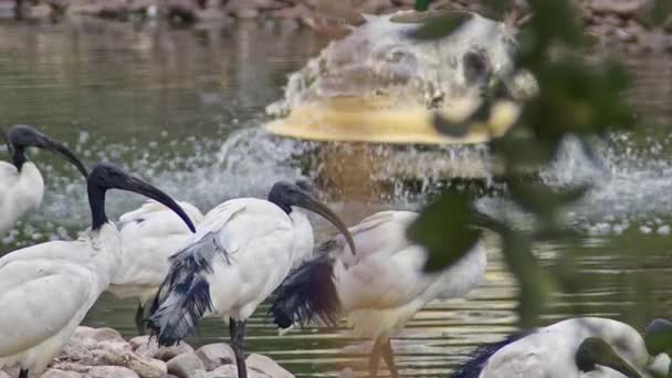 Manada Aves Ibis Descansando Junto Lago — Vídeo de stock