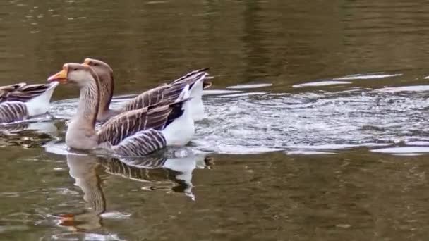 Greylag Goose Csorda Úszik Tónál — Stock videók