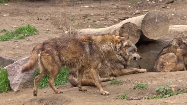 Hviler Ifølge Hierarkisk Struktur Wolf Living Regioner Footage – Stock-video