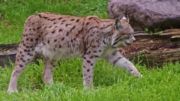 Solitário Lynx Wanders Seu Território Filmagem — Vídeo de Stock