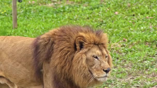 Male Lion Wandering Its Territory Footage — Stock Video