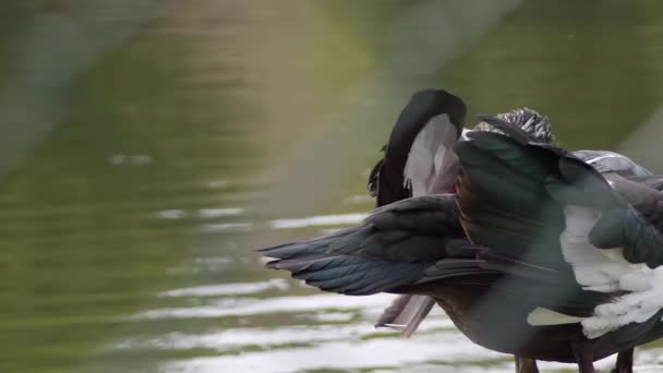 Moscovy Ducks Descansando Junto Lago — Vídeos de Stock