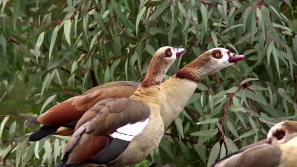 Two Screaming Egypt Goose Crying Green Plants Lake Footage — Stock Video