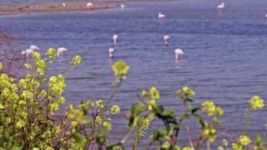 Sarı Bahar Çiçekleri ve Flamingolar Deniz Görüntülerinde Yiyişiyor.