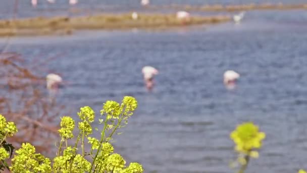 Sárga Tavaszi Virágok Flamingók Esznek Tengerben — Stock videók