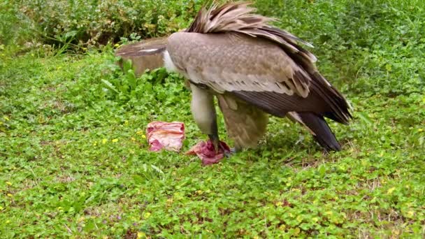 Egipto Buitre Buitre Luchan Por Una Carne Carcasa Filmación — Vídeos de Stock