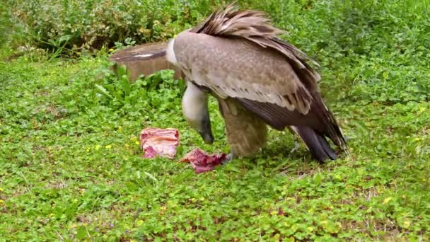Vulture Eating Fresh Meat Grass Forest Footage — Stock Video