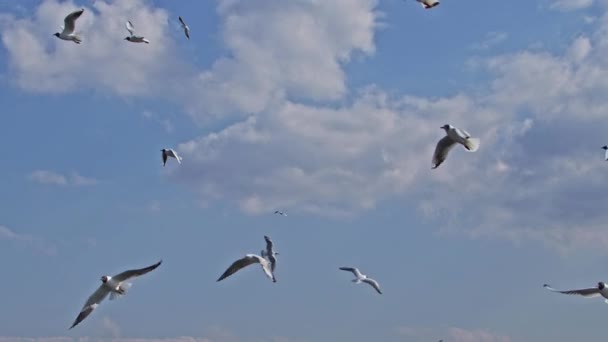 Flock Seagulls Soaring Cloudy Sky Footage — Stock Video