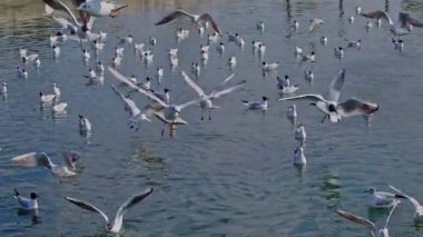 Sahilde Uçan Martılar Su Görüntüsü.