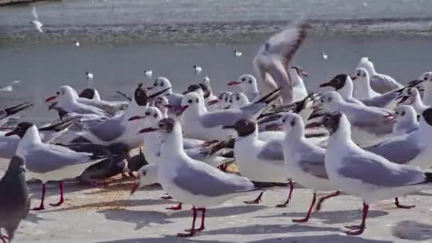 Mořští Ptáci Jíst Betonové Podlaze Pobřeží Záběry — Stock video