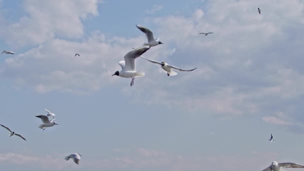 Flock Seagulls Soaring Cloudy Sky Footage — Stock Video