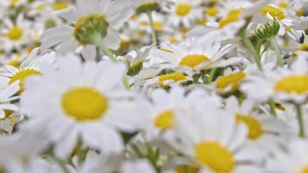 Marguerite Daisy Çiçekleri Yakın Çekim — Stok video