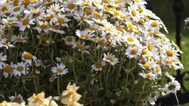 Season Marguerite Daisy Flowers Close Footage — Stock Video