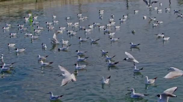 海鸥在海滩上飞翔 — 图库视频影像