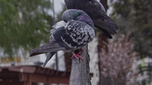 Dos Palomas Posadas Una Sucursal Parque Ciudad — Vídeos de Stock