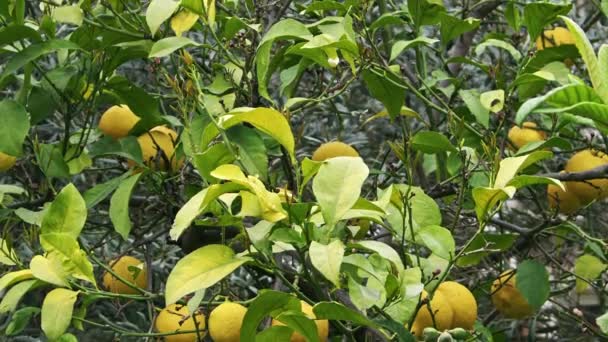Yapraklı Limon Ağacındaki Taze Olgun Organik Limonlar — Stok video