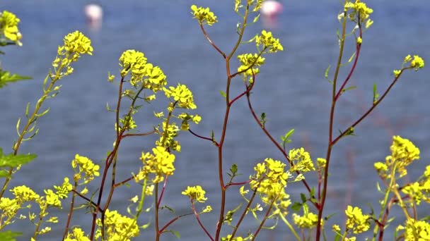 Close Shot Seasonal Flowers Leaves Footage — Stock video