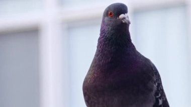 Bir Yapı Çekimi Üzerine Tabancayla Güvercin Çekimi.