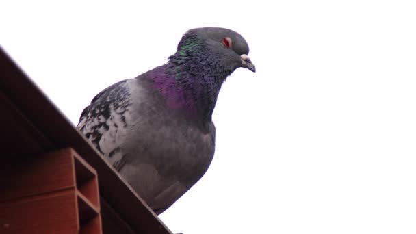 Hand Shot Pigeon Perched Construction Footage — Stock Video