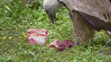 Yeşil Çimen Görüntülerinde Afrika Akbabalarının Leş Yeme Çekimi.