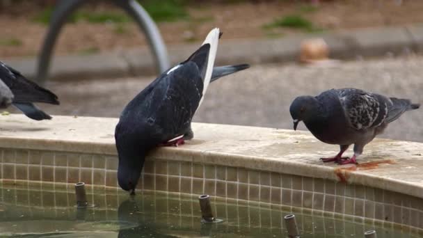 Tournage Main Pigeons Sauvages Boire Eau Piscine Footage — Video