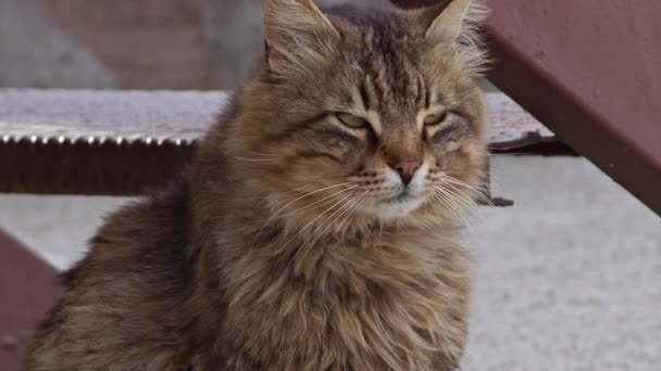 Very Nice Cute Tabby Stray Cat Looking Camera Footage — Stock Video