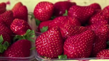 Yeni Sezon Taze Çilekler Tahta Davalar Görüntülerinde Paketlendi.