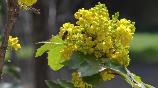 Mel Abelhas Coletando Pólen Flores Amarelas Filmagem Floresta — Vídeo de Stock