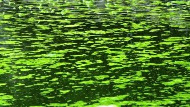 Yeşil Yosun ve Baloncuklar Göl Suyu Yüzeyi Görüntüsü.